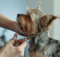 A small dog being groomed.